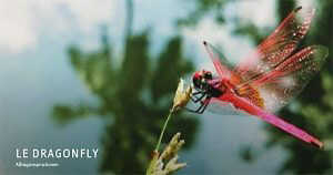 Rita Maiers Blog LeDragonfly