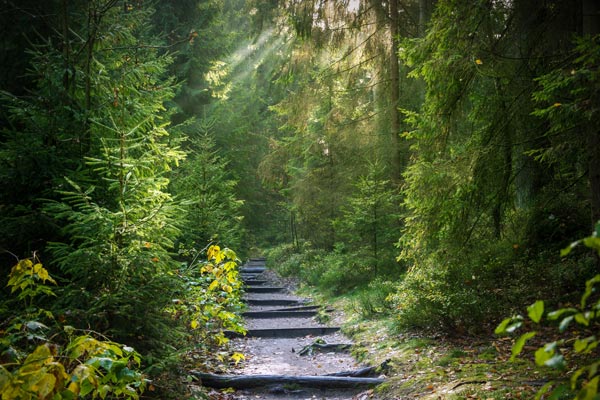 Waldweg im Morgenlicht als Symbol für den persönlichen Heilungs- und Entwicklungsweg in der prozessorientierten Homöopathie.