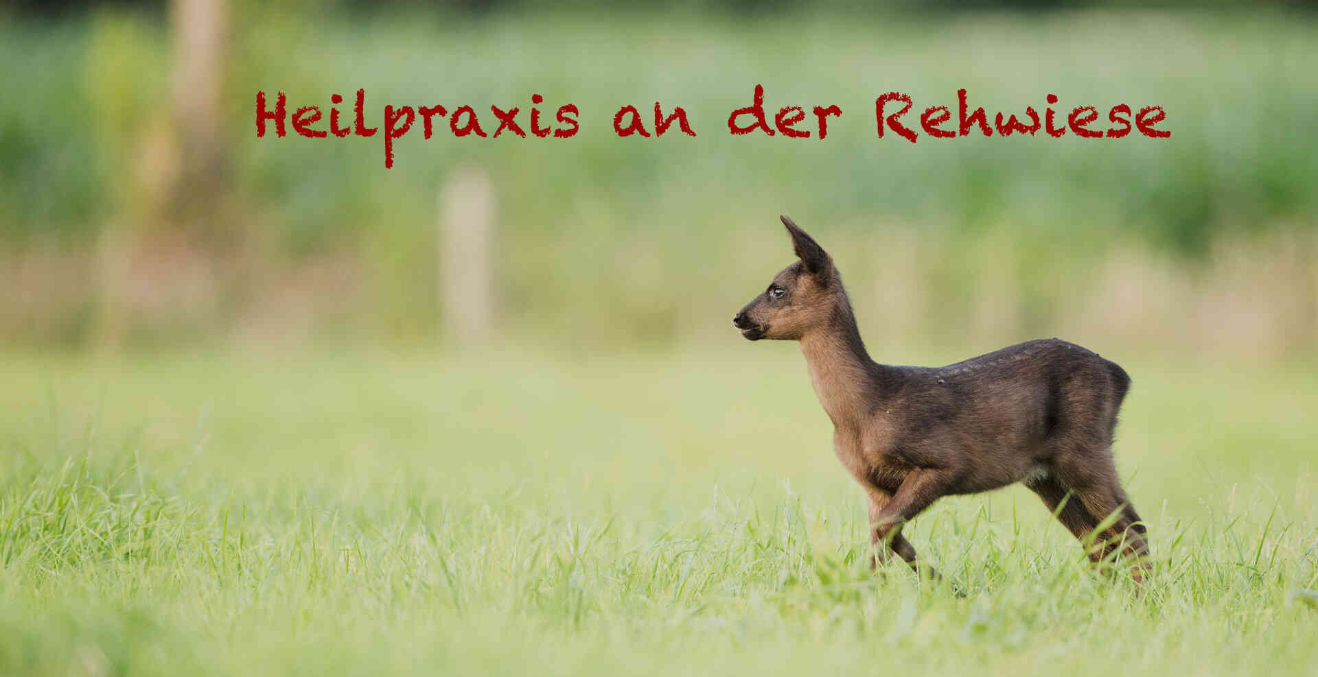 Reh in der Natur – Heilpraxis Gall & Maier Falkensee